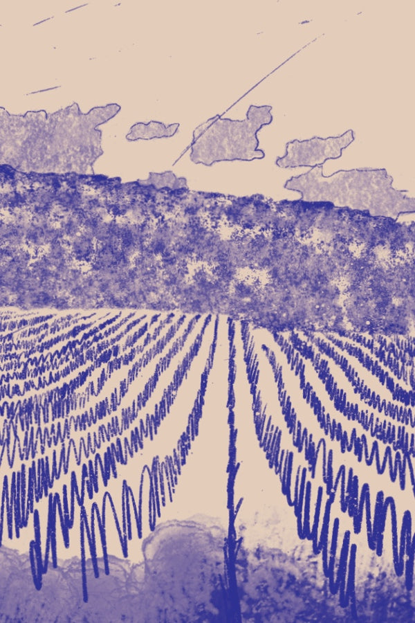 Bencze Várvölgy Pinot Gris 2022