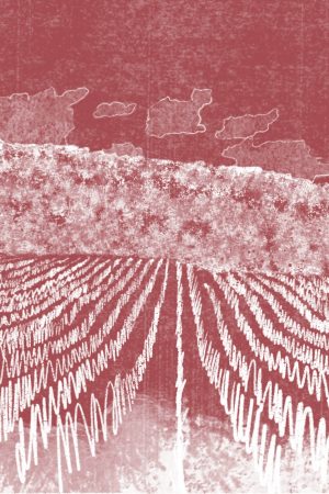 Bencze_Pinot_Gris_Rosé_22